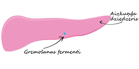 Why is pancreas so important when it comes to good food?